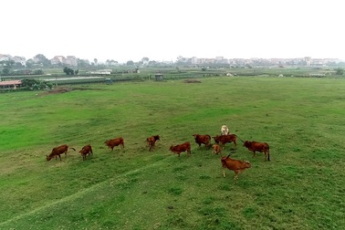 Hà Nội ngàn tỷ chôn vùi: Đau lòng siêu đô thị chỉ để nuôi vịt, thả bò