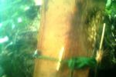 Vụ gỗ sưa trăm tỷ: Thêm một cán bộ kiểm lâm bị "tố" bắt tay lâm tặc