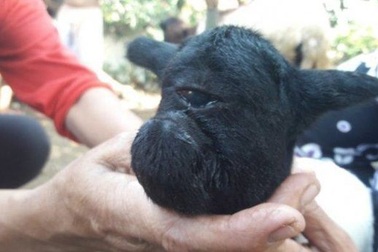 Cừu con chào đời chỉ có 1 mắt