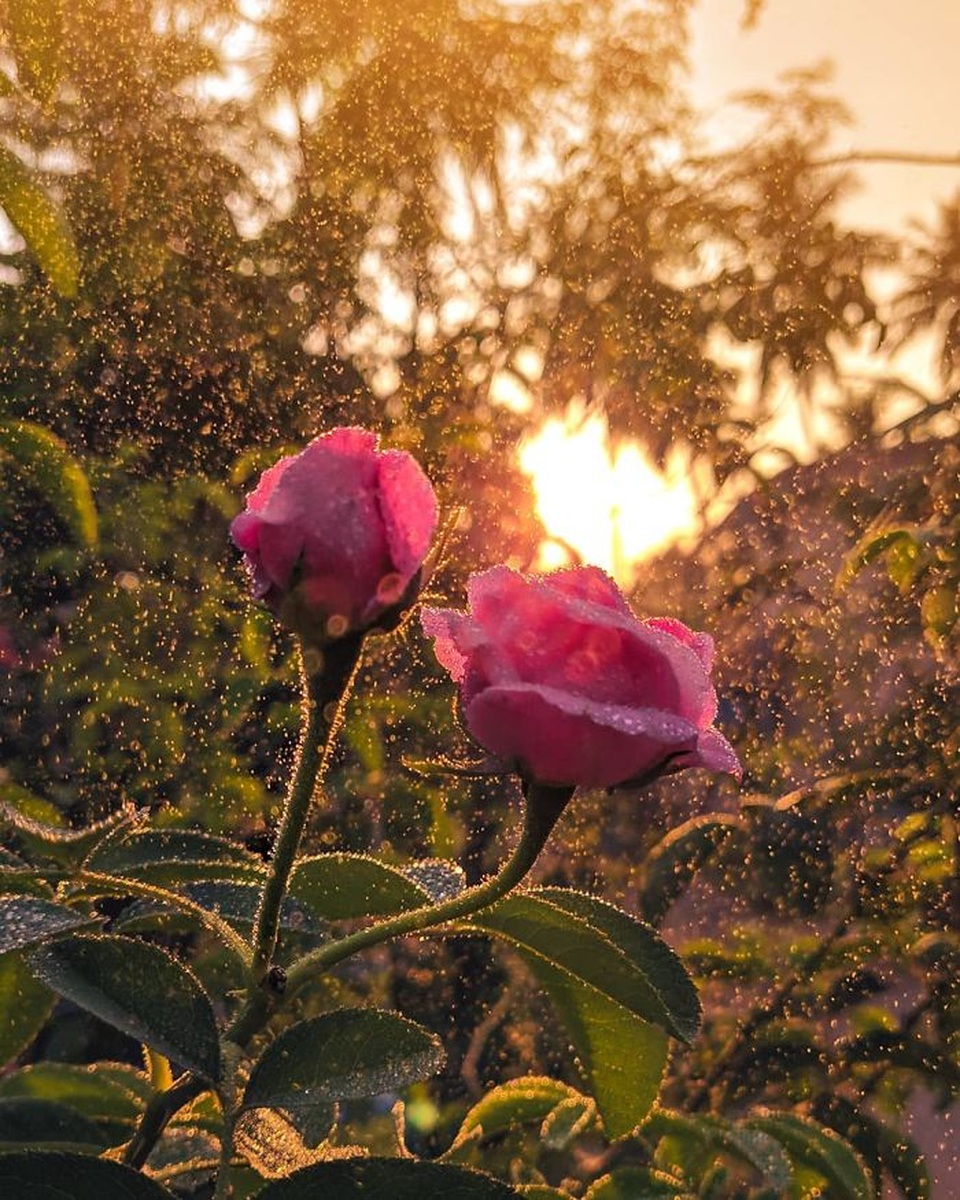 Ngắm bộ ảnh macro đẹp khó tin được thực hiện từ smartphone - 6 Ngắm bộ ảnh macro đẹp khó tin được thực hiện từ smartphone - 6