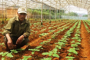 Anh nông dân K'Ho làm giàu nhờ rau củ lạ