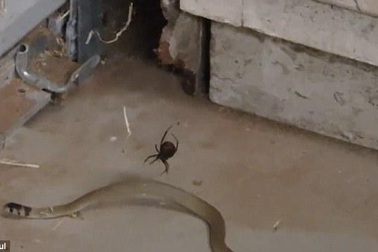 Hiếm hoi cảnh rắn vẫy vùng không thoát khỏi lưới nhện