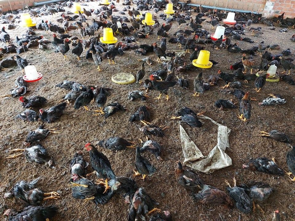 Đắk Lắk: Khẩn trương các biện pháp ngăn chặn cúm gia cầm H5N6 - 2 Đắk Lắk: Khẩn trương các biện pháp ngăn chặn cúm gia cầm H5N6 - 2