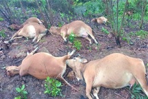 Đàn bò chết bất thường trên rừng