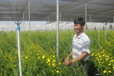 Thu hơn 3 tỷ mỗi năm từ trồng lan vũ nữ