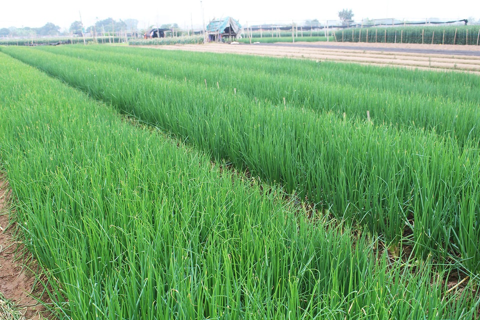 Hành lá rẻ như cho, bán 3 kg không mua nổi 1 cốc trà đá: Dân nhổ, vứt bỏ - 6 Hành lá rẻ như cho, bán 3 kg không mua nổi 1 cốc trà đá: Dân nhổ, vứt bỏ - 6