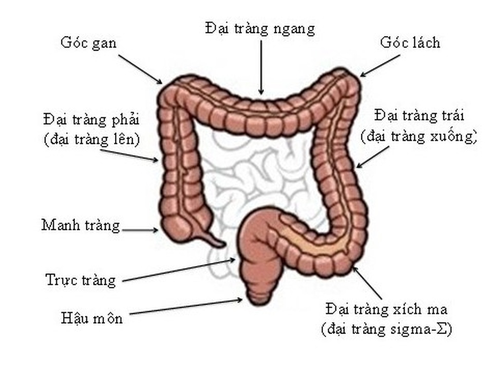 Những dấu hiệu tố cáo ung thư đại trực tràng - 2 Những dấu hiệu tố cáo ung thư đại trực tràng - 2