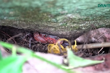 Tuyệt chiêu dùng sợi thun câu cua trên ngọn núi cao nhất miền Tây