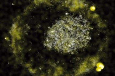 Một số vi khuẩn tiêu hóa kim loại độc sản sinh quặng vàng nhỏ