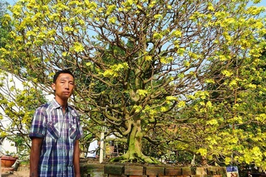 “Hoa mắt” trước cây mai vàng hình nấm được cắt tỉa gần 40 năm