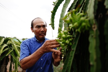 Long An: Nông dân huyện nông thôn mới Châu Thành phấn khởi được mùa