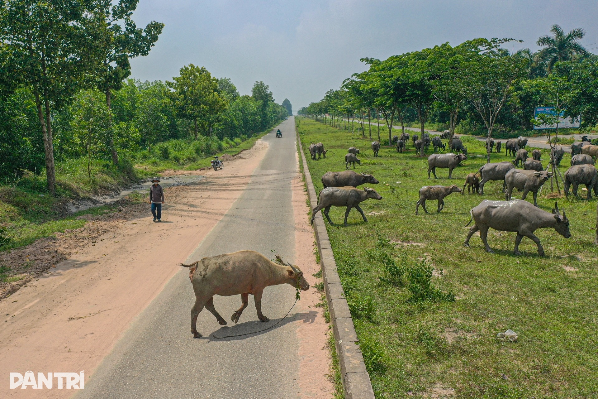Thành phố ma Nhơn Trạch hoang tàn, thành nơi thả trâu sau 20 năm - 5 Thành phố ma Nhơn Trạch hoang tàn, thành nơi thả trâu sau 20 năm - 5