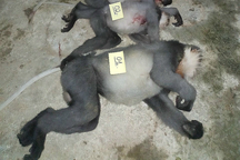 Bắn chết 5 con voọc quý hiếm làm thức ăn, hai người lĩnh án tù