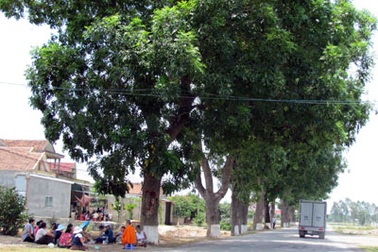 Hàng chục cây xanh có giá trị lịch sử đã thoát "án tử"