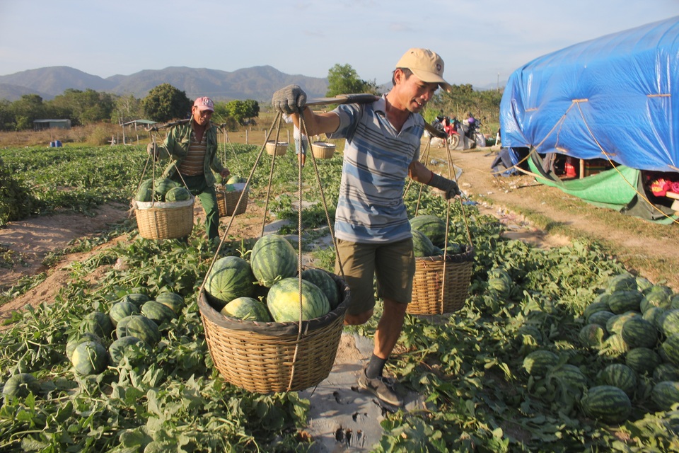Gia Lai: Hàng chục tấn dưa hấu được giải cứu với giá cao - 4 Gia Lai: Hàng chục tấn dưa hấu được giải cứu với giá cao - 4