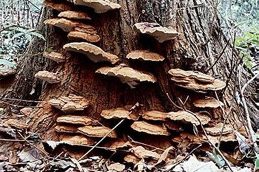 Nấm Lim Xanh Tiên Phước – món quà quý từ đại ngàn