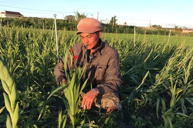 Người dân phố núi "nơm nớp" lo cho vườn hoa thì thời tiết lạnh