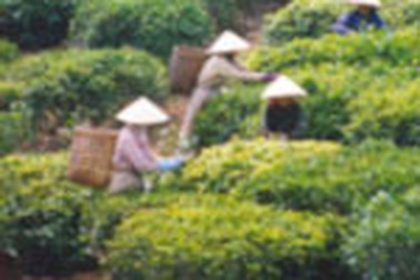 Cho phép 7 DN sử dụng Thương hiệu quốc gia chè Việt Nam