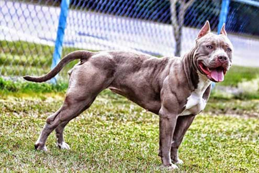 Bé 8 tuổi ở Bình Phước bị chó pitbull nhà hàng xóm cắn chết