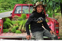 “Ma trận” thuế phí, xe hơi vẫn là giấc mộng dài của người Việt