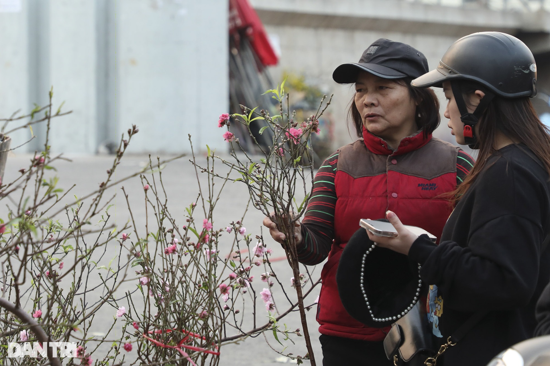 Nhộn nhịp mua đào Nhật Tân nở sớm tại chợ hoa Quảng An - 4 Nhộn nhịp mua đào Nhật Tân nở sớm tại chợ hoa Quảng An - 4