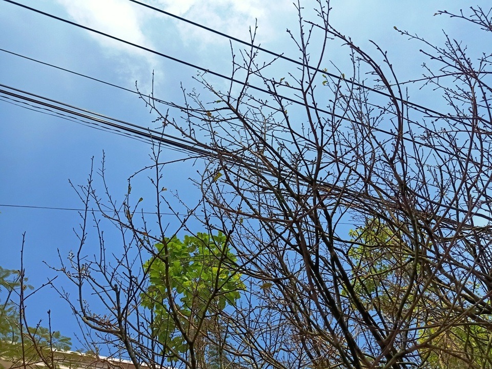 Hoa mắt với cây mai có tán rộng hơn căn nhà 6m, giá 1 tỷ đồng - 6 Hoa mắt với cây mai có tán rộng hơn căn nhà 6m, giá 1 tỷ đồng - 6