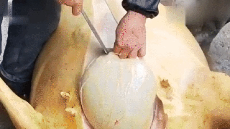Lẩu Lẩu