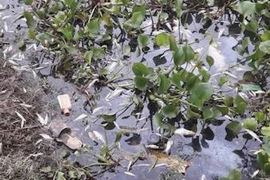 “Đứng ngồi không yên” trước mối nguy sông Cầu “giãy chết”