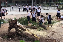 Lại một cây phượng cao hơn chục mét bật gốc trong trường tiểu học