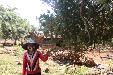 Điều không ra trái, nông dân lo mất mùa