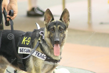 Chó nghiệp vụ được huy động tới metro số 1 TPHCM để đảm bảo an ninh