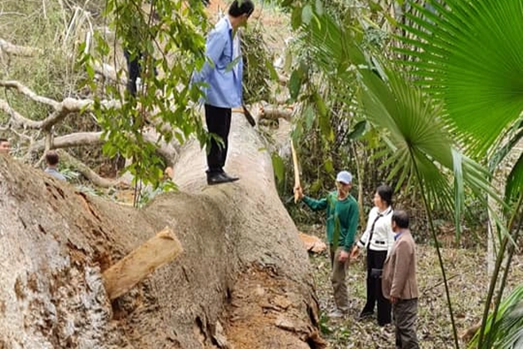 Chặt hạ 2 cây di sản 300 năm tuổi bị mục ruỗng - 3 Chặt hạ 2 cây di sản 300 năm tuổi bị mục ruỗng - 3