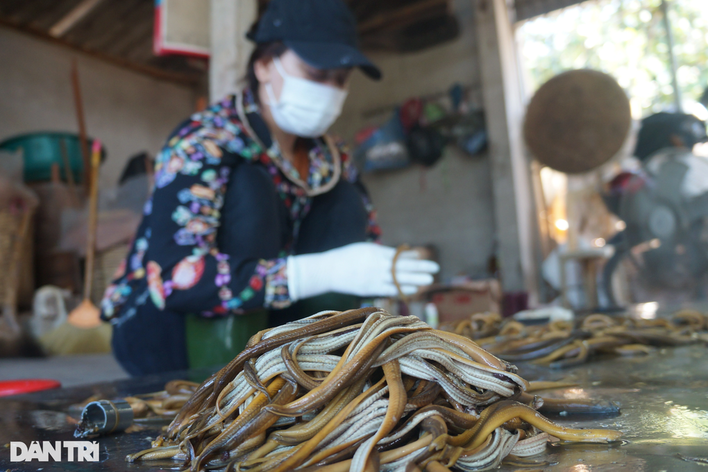 Cả ngày vã mồ hôi tuốt lươn, tiền công bằng 3 tô phở - 1 Cả ngày vã mồ hôi tuốt lươn, tiền công bằng 3 tô phở - 1