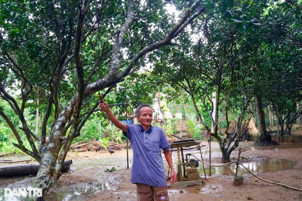 Nông nghiệp công nghệ cao bén rễ vào đời sống nông dân Bình Định - 2 Nông nghiệp công nghệ cao bén rễ vào đời sống nông dân Bình Định - 2