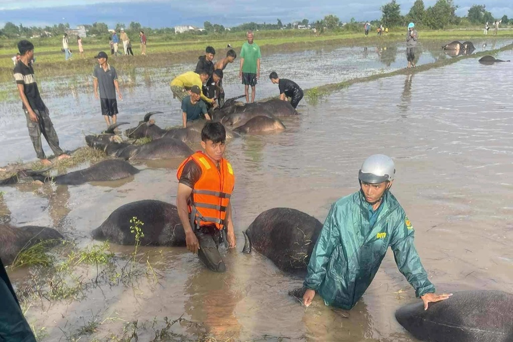 Hàng loạt con trâu chết trôi trên đồng do ngập trong nước lũ - 2 Hàng loạt con trâu chết trôi trên đồng do ngập trong nước lũ - 2