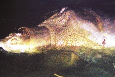 Cụ rùa Hồ Gươm “dính” lưỡi câu chùm