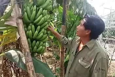 Làm giàu trên những dự án bỏ hoang