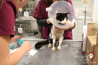 Mèo tự... đào mồ sống lại sau 5 ngày bị chôn