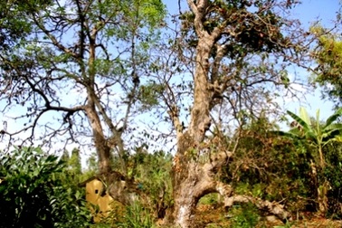 Xây dựng địa điểm cây lộc vừng 300 tuổi thành điểm du lịch   