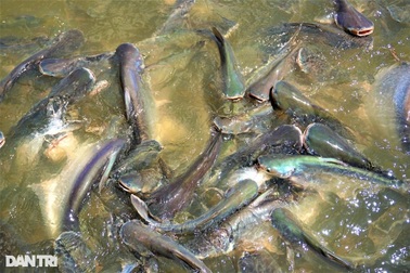 Đàn cá hàng nghìn con đua nhau kéo đến tá túc ở bến đò "xin ăn"