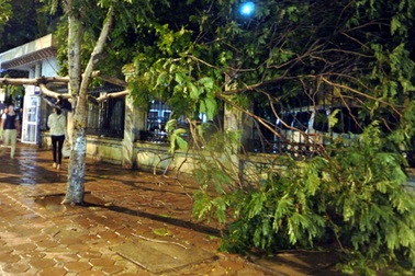 Hà Nội: Mưa to, gió giật, hàng loạt cây xanh bị quật đổ