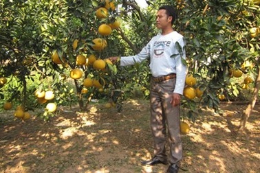 Chàng trai có duyên với bưởi