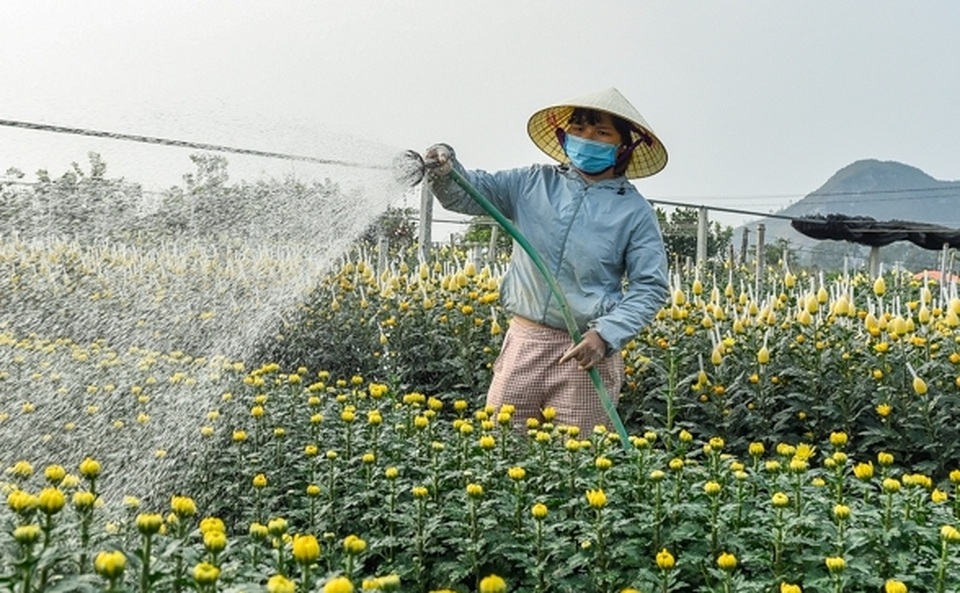 Người dân ăn ngủ cùng hoa ngày cận Tết - 4 Người dân ăn ngủ cùng hoa ngày cận Tết - 4