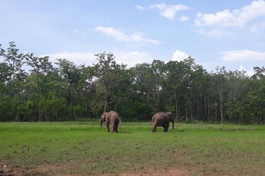 "Trả tự do" cho 2 chú voi nhà ở Đắk Lắk