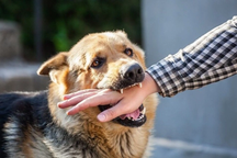 Chó pitbull cắn chết bà cụ: Hãi hùng những lần "thú cưng" hóa điên