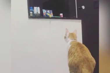 Thú vị khoảnh khắc mèo mẹ giúp con lấy đồ chơi