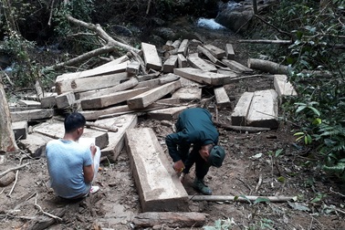 Núp bóng lấy gỗ làm nhà, lâm tặc mở “công trường" khai thác gỗ tại Kon Tum!