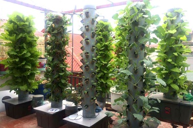 Kỳ lạ: Trồng rau trên cột nhựa, vườn cây mọc nghiêng trên lưng trời