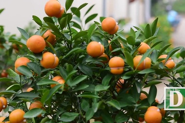 "Độc nhất vô nhị" quất hình hồ lô cháy hàng dịp Tết