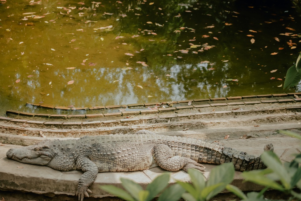 Bộ ảnh Thảo Cầm Viên đẹp ngất ngây gây sốt mạng xã hội - 7 Bộ ảnh Thảo Cầm Viên đẹp ngất ngây gây sốt mạng xã hội - 7